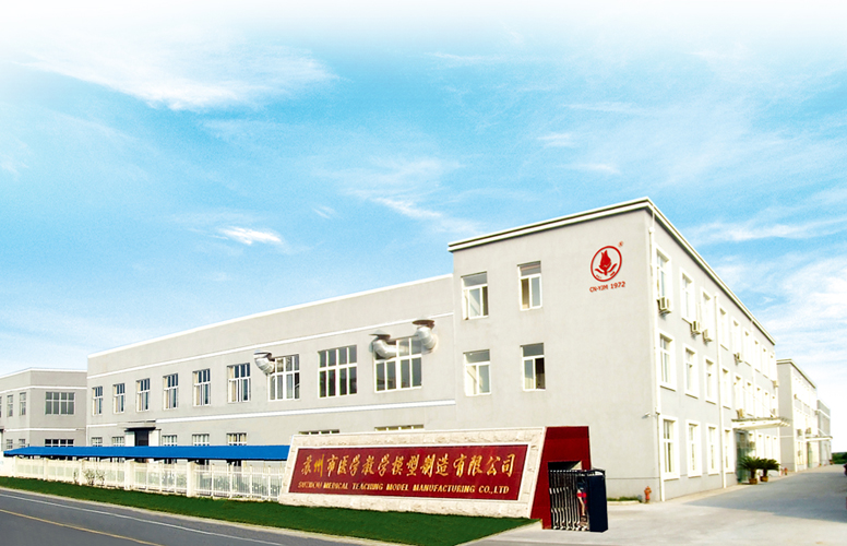 Suzhou Medical Teaching Model Made Co. Ltd