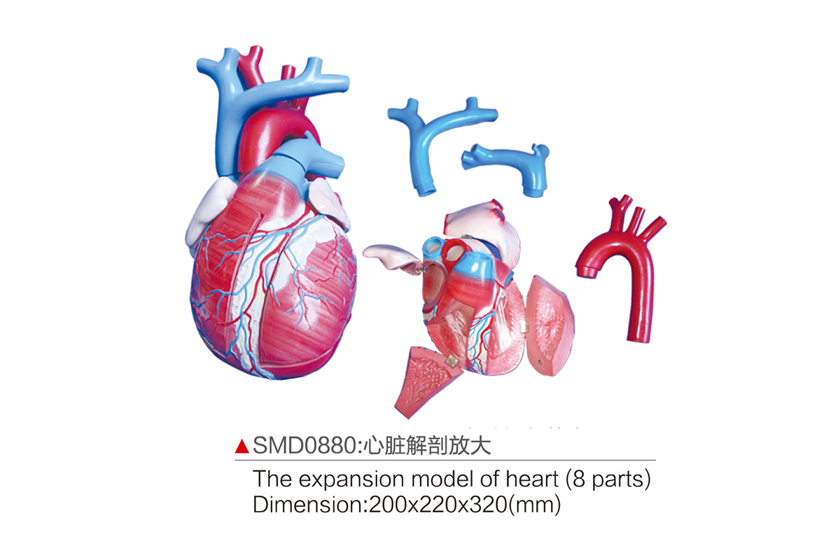 SMD0880：心臟解剖放大