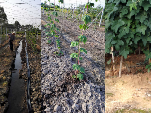 農幫手全水溶生物有機肥在廣西桂林應用