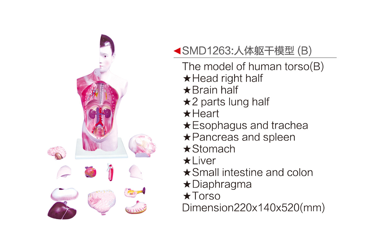 SMD1263：人體軀干模型（B）