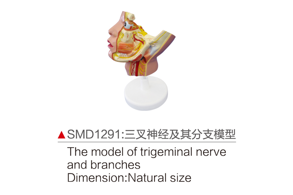 SMD1291：三叉神經及其分支模型