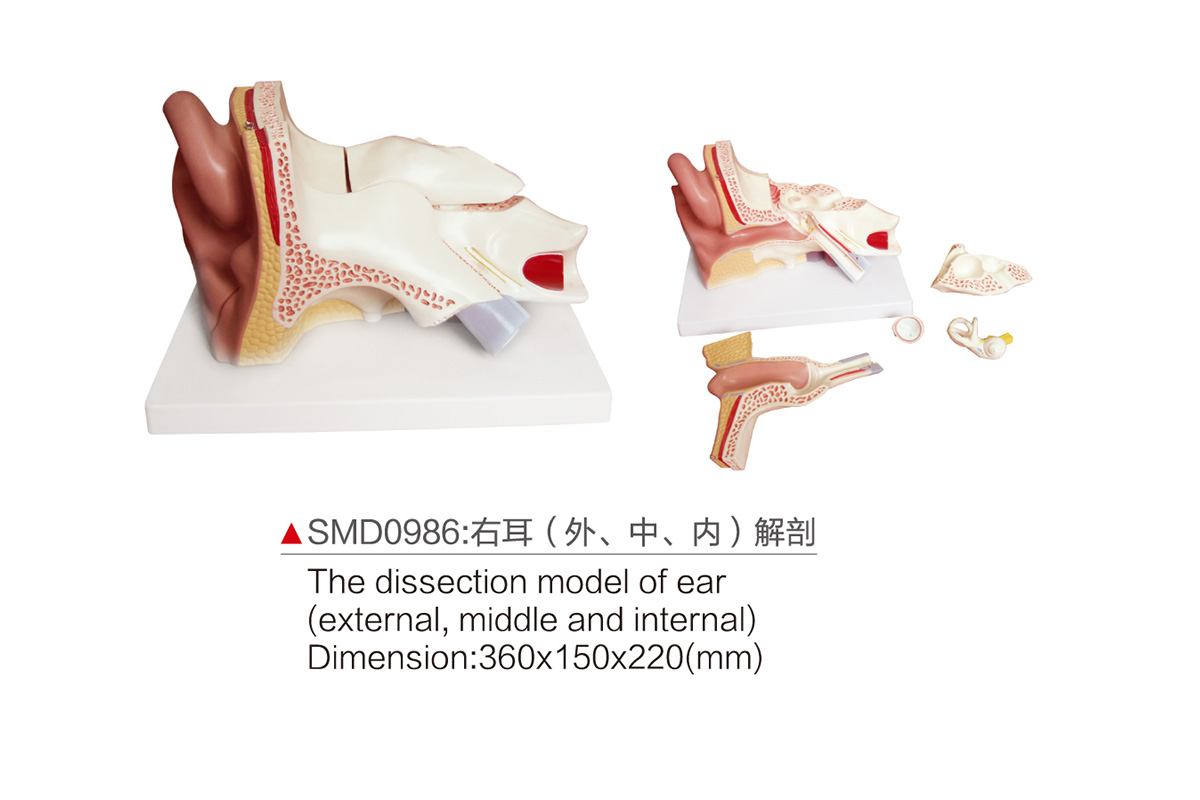 SMD0986：右耳（外、中、內）解剖