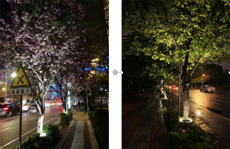 高新二路櫻花樹抱樹燈