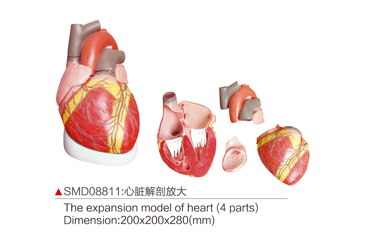 SMD08811：心臟解剖放大
