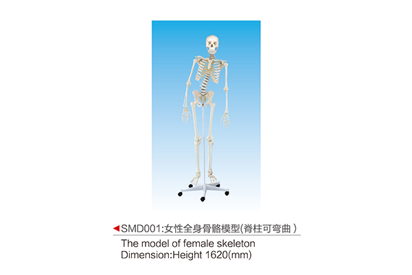 SMD001  女性全身骨骼模型(脊柱可彎曲)