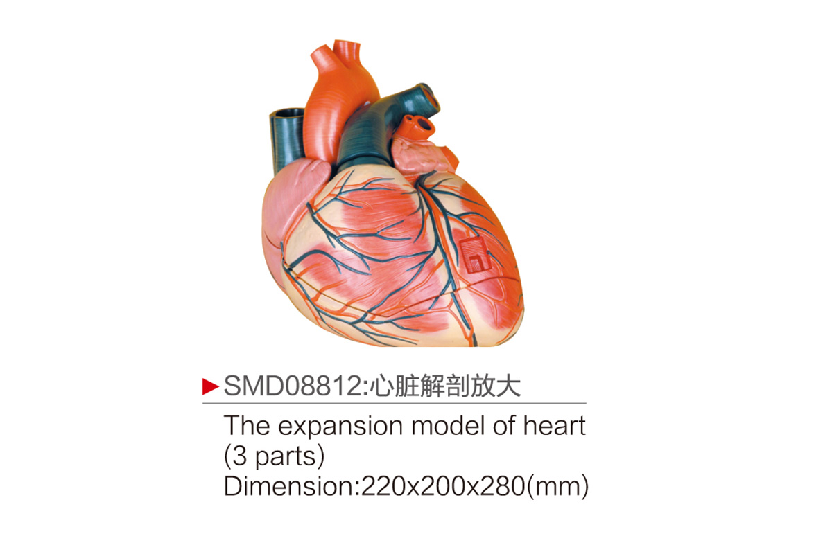 SMD08812：心臟解剖放大