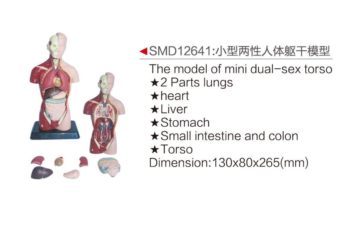 SMD12641:小型兩性人體軀干模型