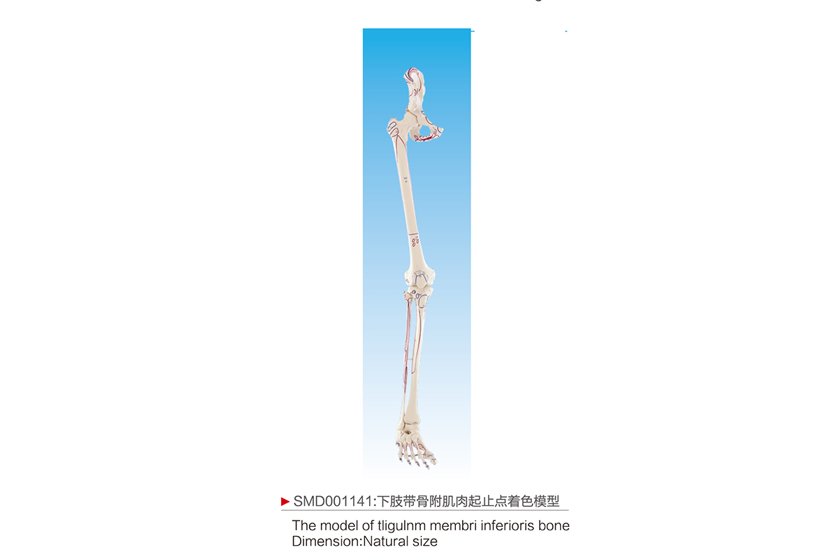 SMD001141：下肢帶骨附肌肉起止點著色模型
