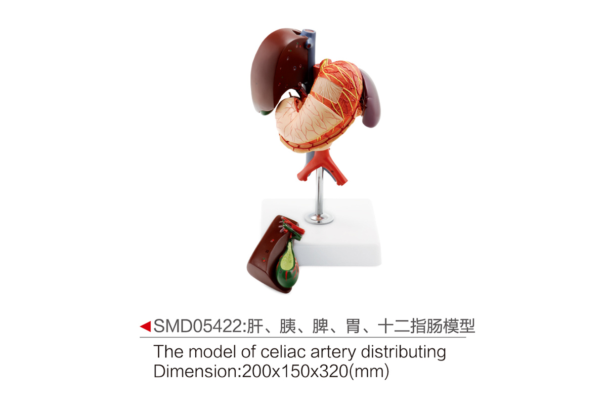 SMD05422:肝 胰 脾 胃 十二指腸模型