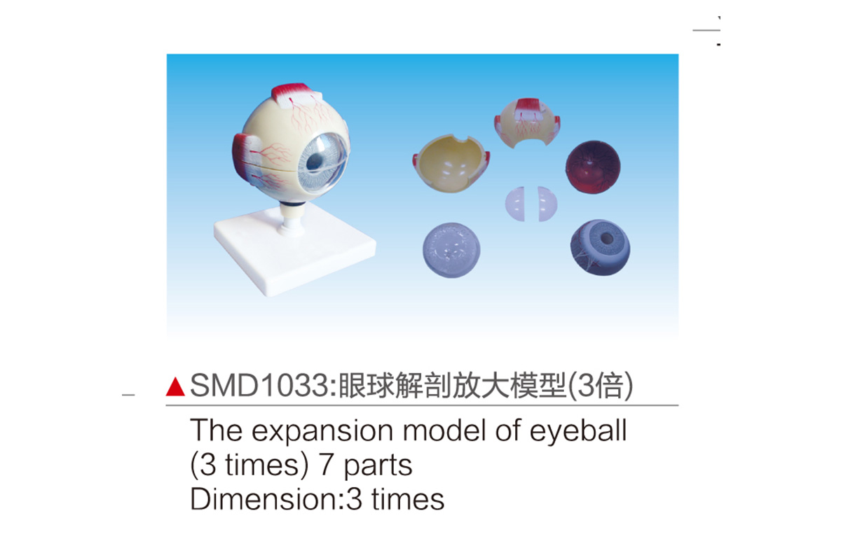 SMD1033：眼球解剖放大模型（3部）