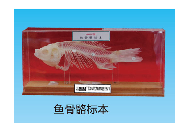 A100063.魚骨骼標本