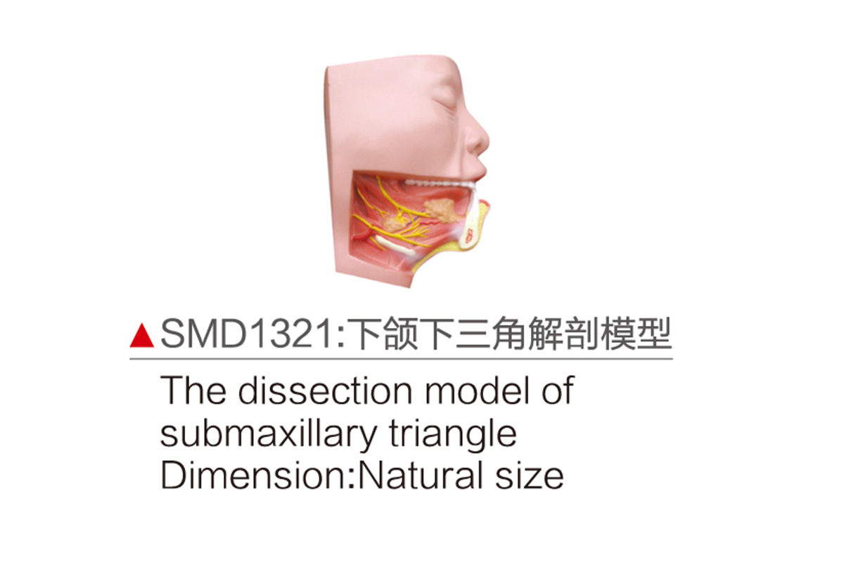 SMD1321：下頜下三角解剖模型