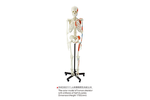 SM02111  人體骨骼附肌肉起止點