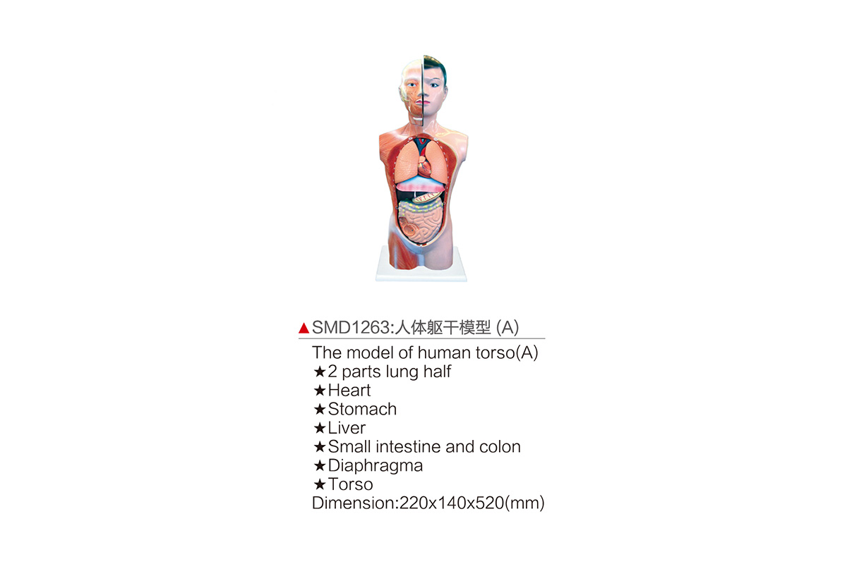 SMD1263：人體軀干模型（A）