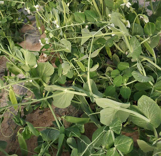 食籽豌豆