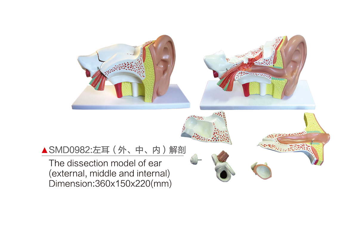 SMD0982：左耳（外、中、內）解剖