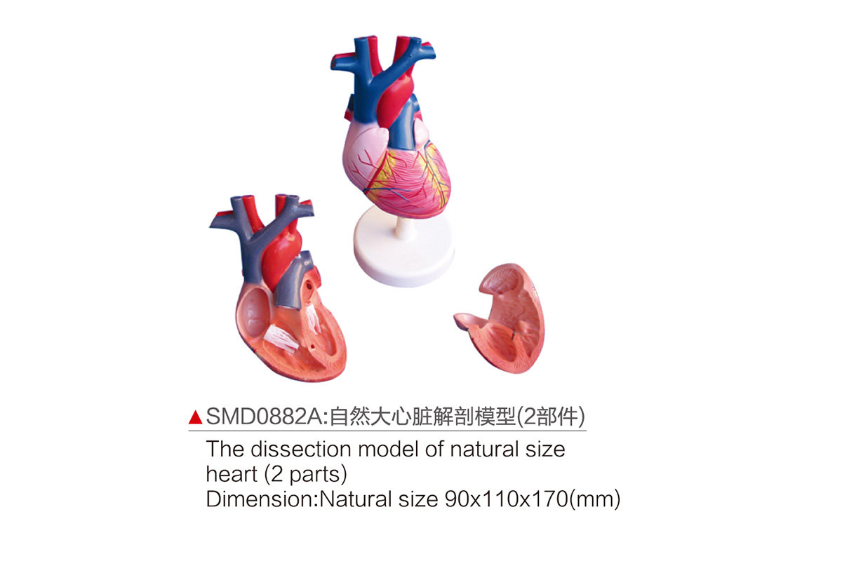 SMD0882A：自然大心臟解剖模型（2部件）
