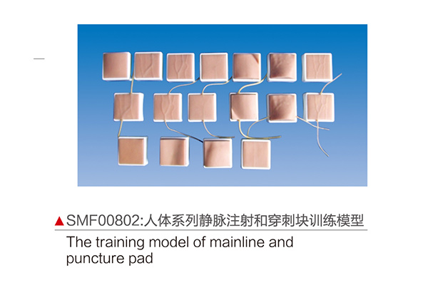 SMF00802    人體系列靜脈注射和穿刺塊訓練模型