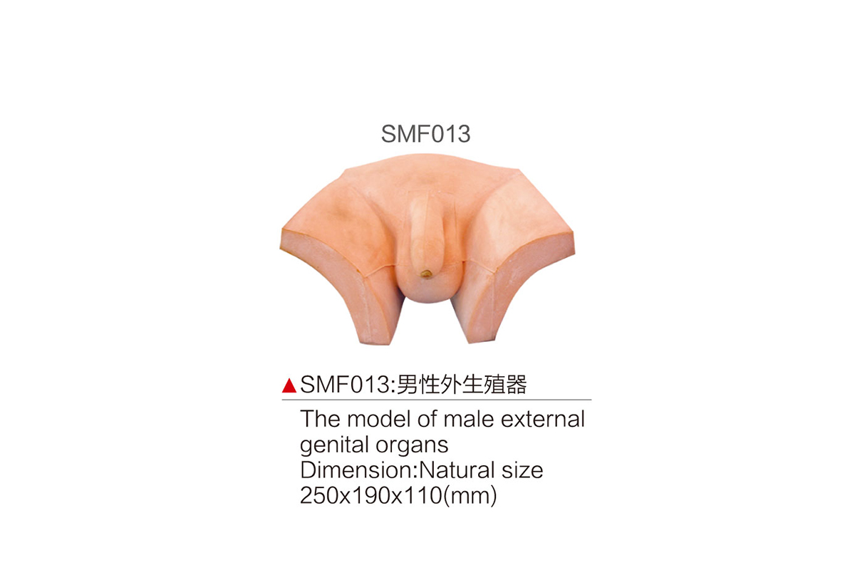 SMF013：男性外生殖器