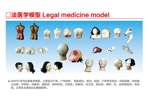 SMP01    系列法醫教學模型