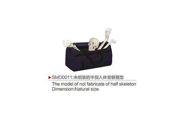 SMD0011  未組裝的半側人體骨骼模型
