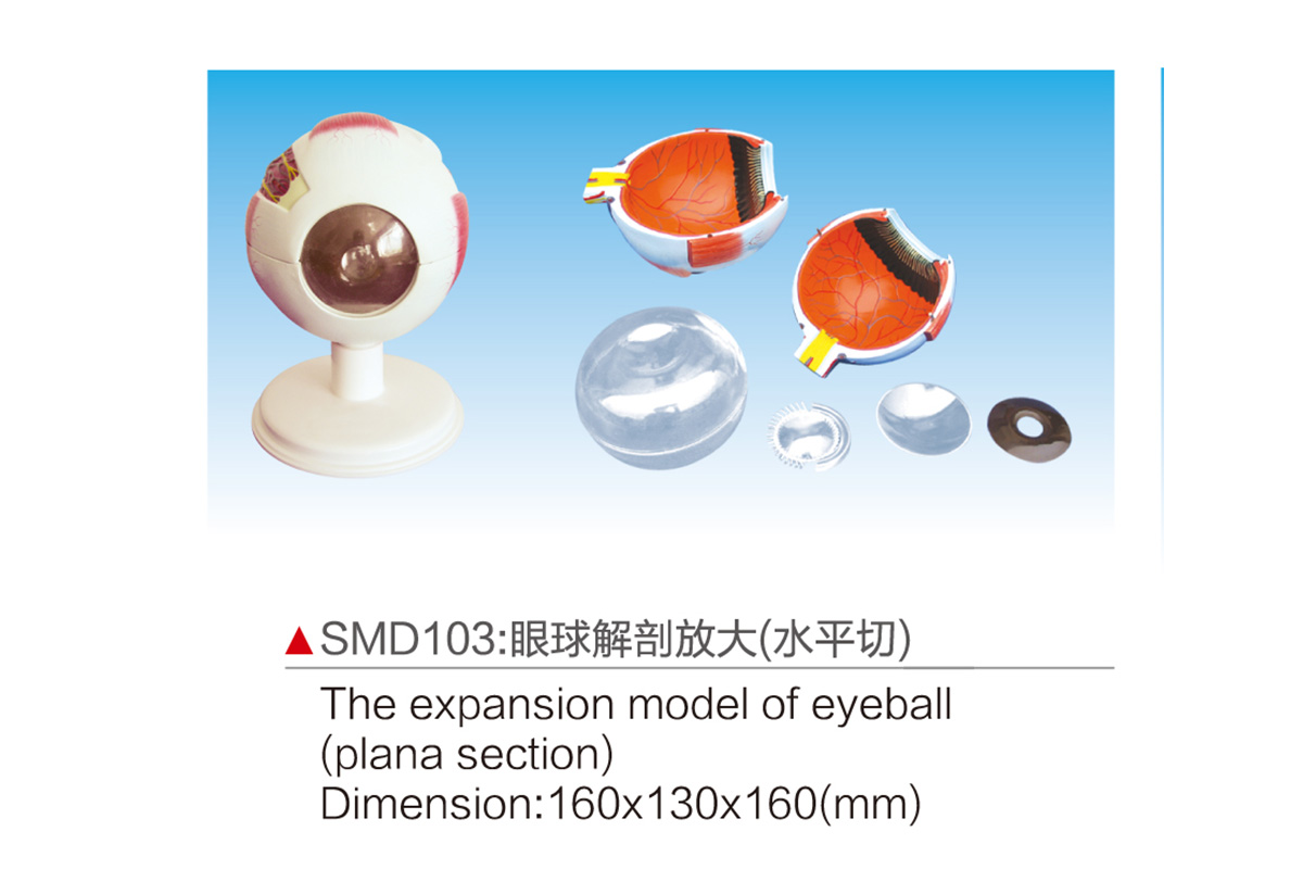 SMD103：眼球解剖放大（水平切）