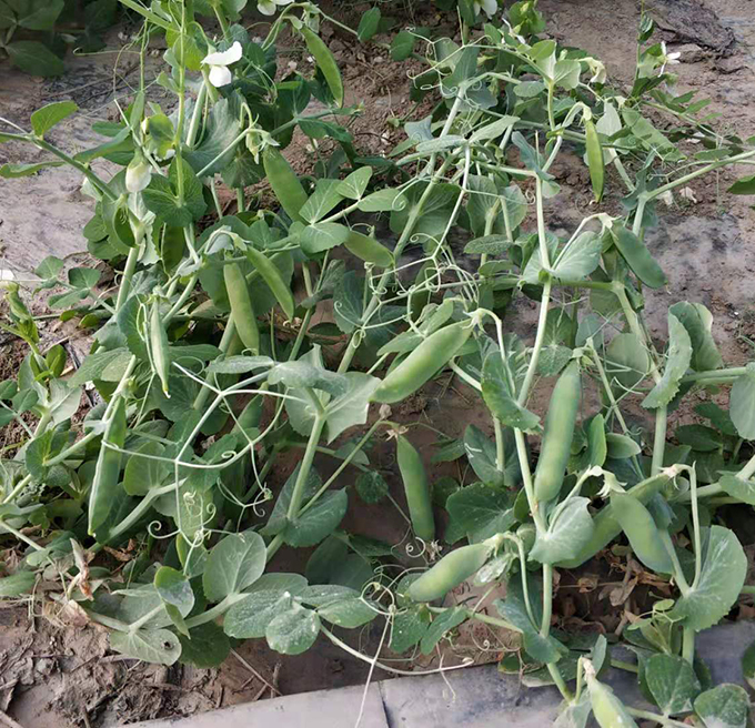 食籽豌豆