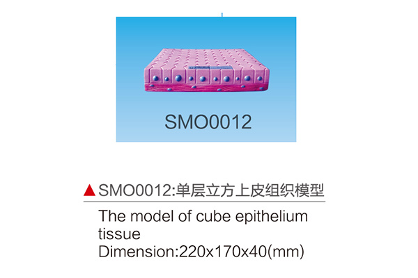 SM00012   單層立方上皮組織模型