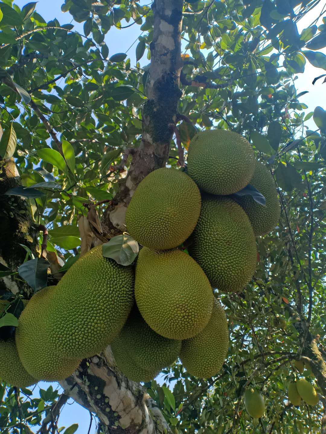 越南菠蘿蜜