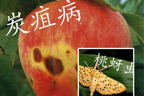水蜜桃種植栽培及病蟲害防治