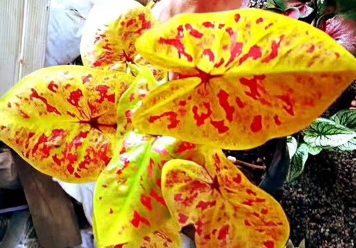 黃金紅斑彩葉芋