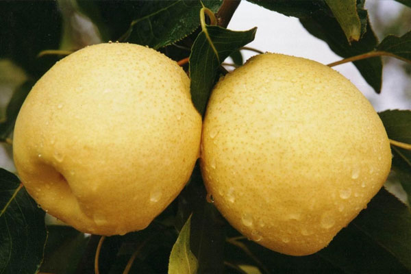 種植黃金梨的過程中要注意些什么？