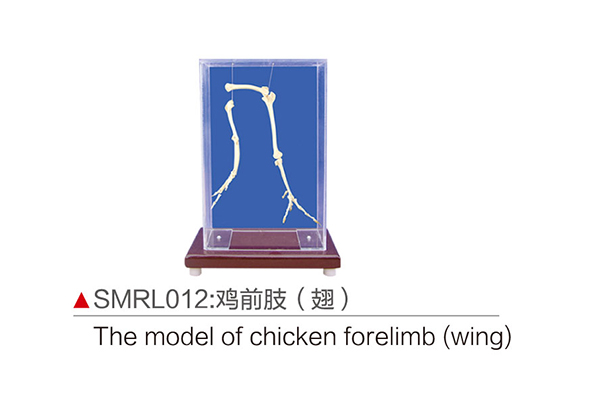 SMRL012：雞前肢（翅）