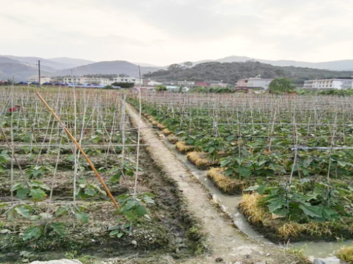 “植豐靈”生物有機肥在福建漳州的試驗