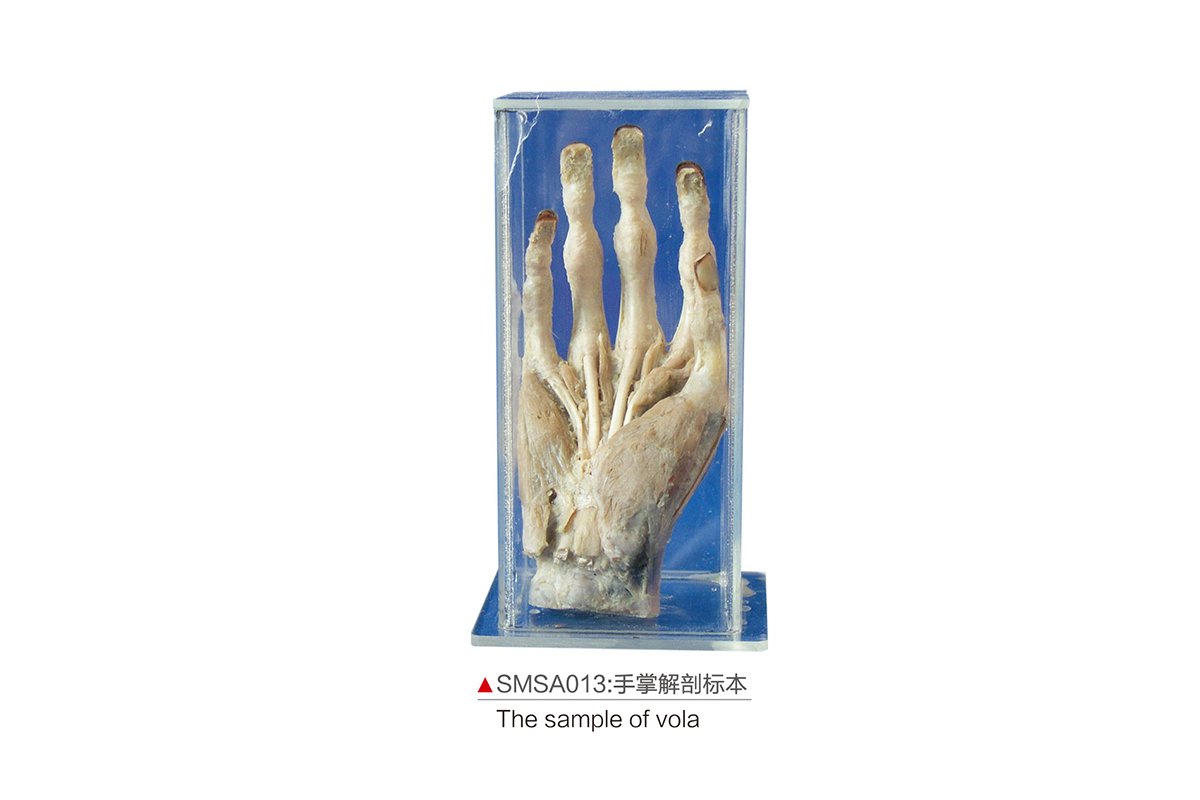 SMSA013：手掌解剖標本