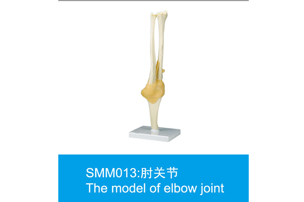 SMM013：肘關節