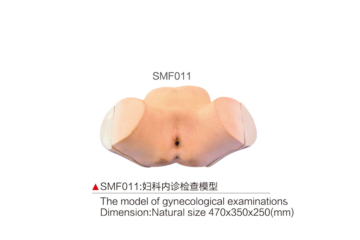 SMF011：婦科內診檢查模型