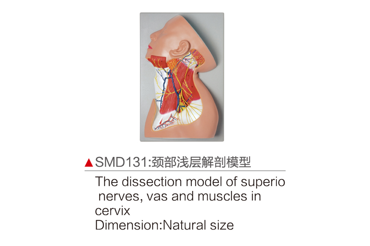 SMD131：頸部淺層解剖模型