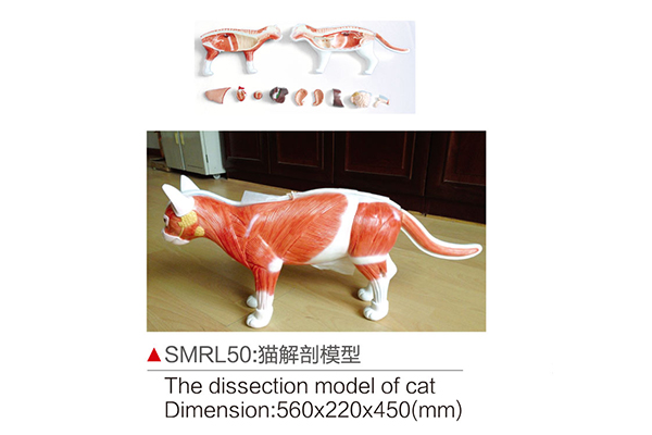 SMR50：狗解剖模型
