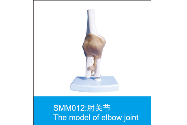 SMM012：肘關節
