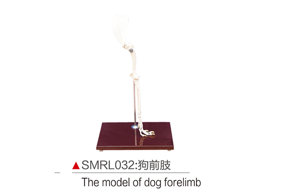 SMRL032：狗前肢