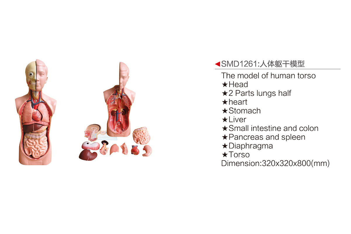 SMD1261：人體軀干模型