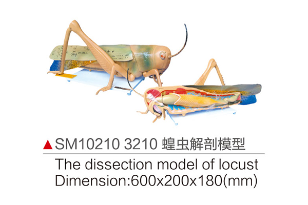 SM10210 3210 蝗蟲解剖模型 