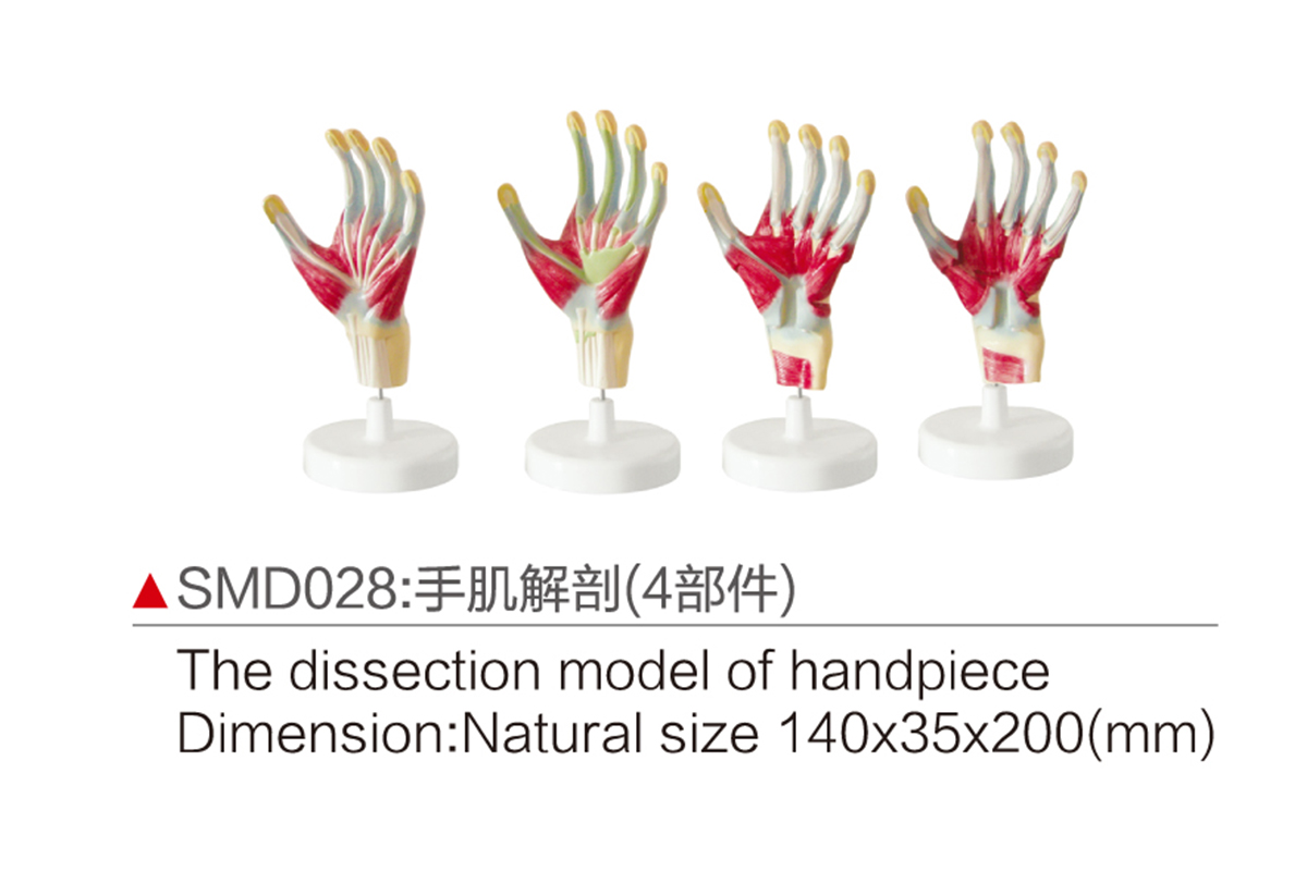 SMD028:手肌解剖（4部件）