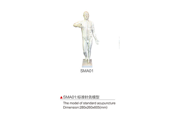 SMA01      標準針灸模型