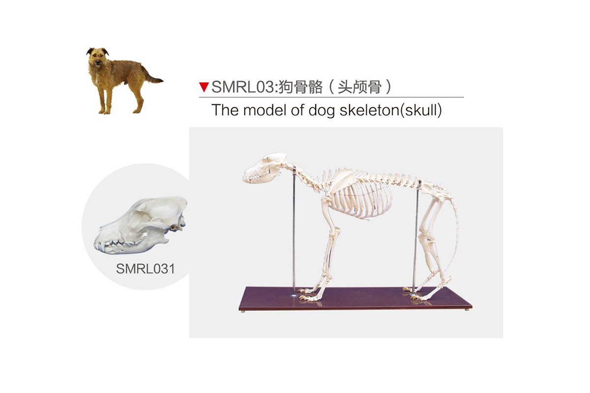SMRL02：兔骨骼（頭顱骨）