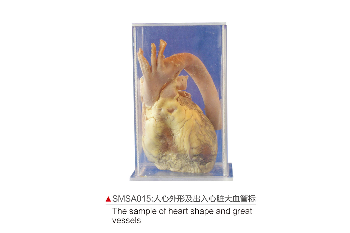 SMSA015：人心外形及出入心臟大血管標