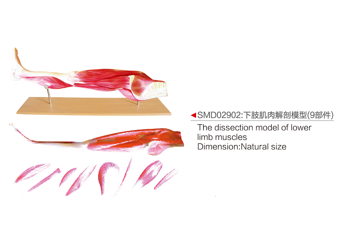 SMD02902：下肢肌肉解剖模型（9部件）