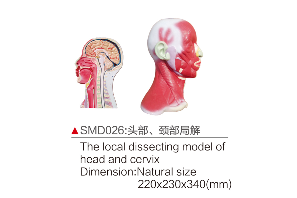 SMD026：頭部、頸部局解