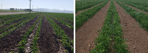 墨西哥棉花今年要大豐收了-“植豐靈”復合微生物肥
